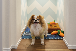 愛犬とのびのび暮らす高断熱の住まい